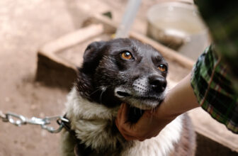 The Dog Meat Trade – Here’s How You Can Help