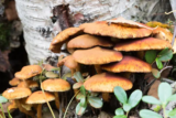 Can You Smoke Shrooms? 10 Major Risks and Facts